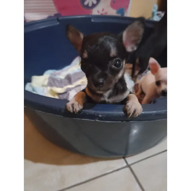 Chihuahuas Sin Cruce De Sangre, Con Vacuna 1 Mes Y Medio