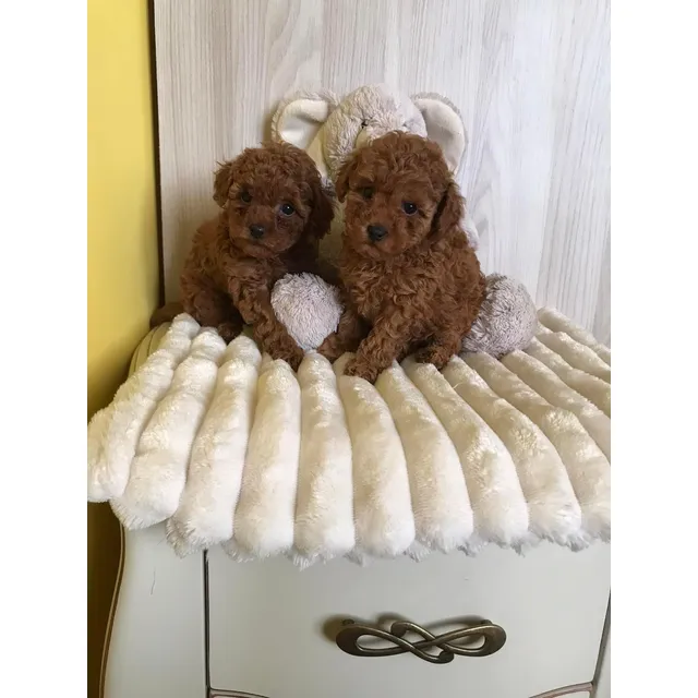 Hembritas Poodle Toy Inscritas Kcc Pequeñitas