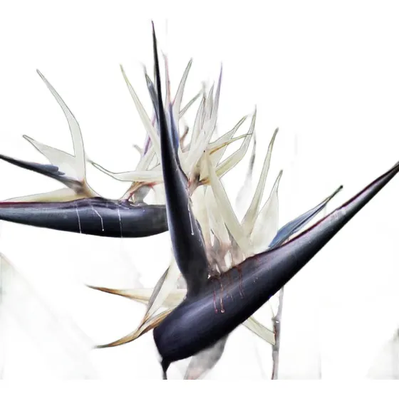 Planta Flor Pajarito Blanco (strelitzia Nicolai)