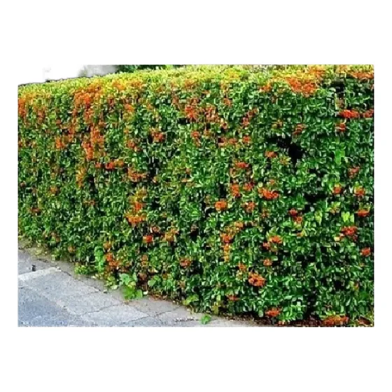 ** 300 Plantas Crateus Grandes - Cerco Vivo // Envio Gratis* Blanco 70 Cm