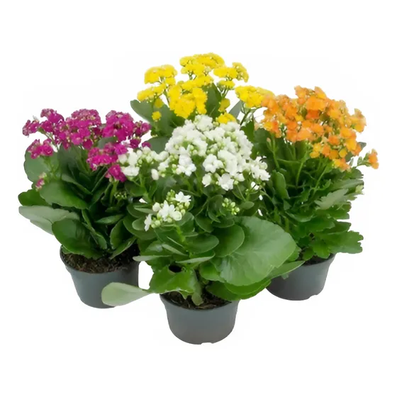 Kalanchoe Doble P11 ×4 Unidades
