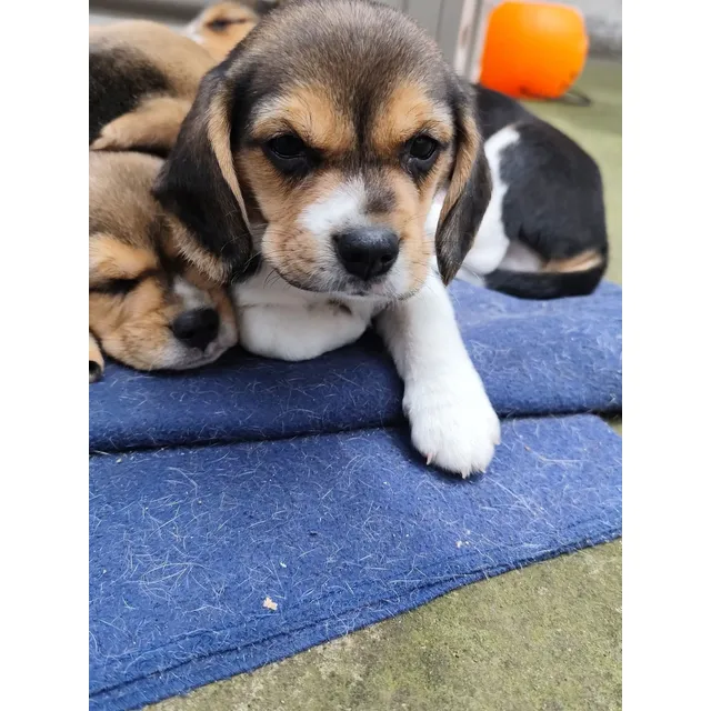 Cachorros Beagle De Pelaje Corto