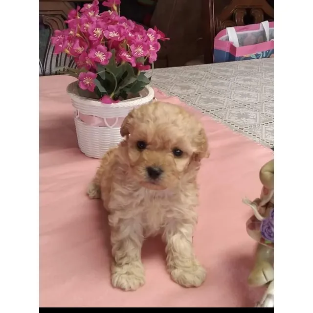 Hermoso Cachorrito Poodle Color Apricot 