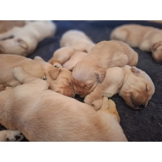 Cachorros Golden Retriever.