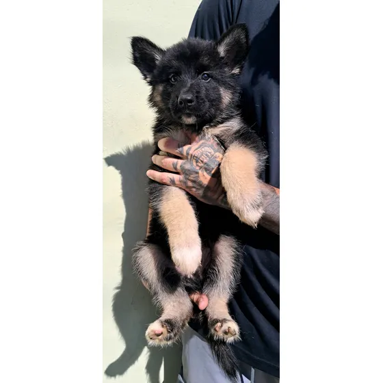Filhotes De Shepsky Pelo Longo