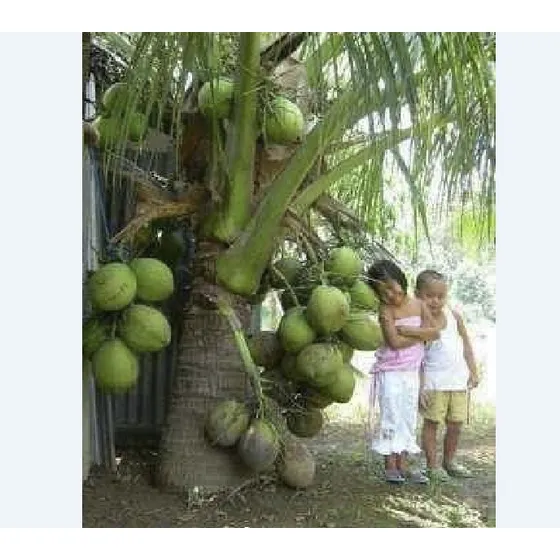 Coco De Agua 1l  X Coco
