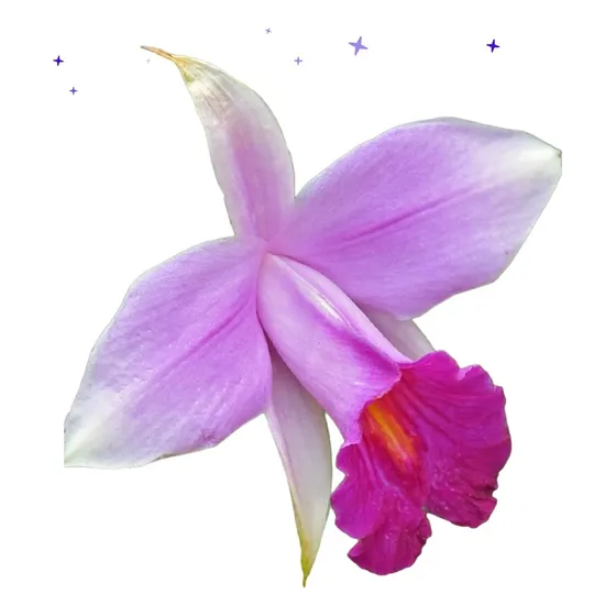 Orquídea Arundina Bambú Rosa
