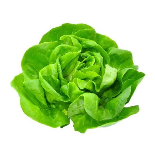 100 Semillas Lechuga Mantecosa - Huerta Premium