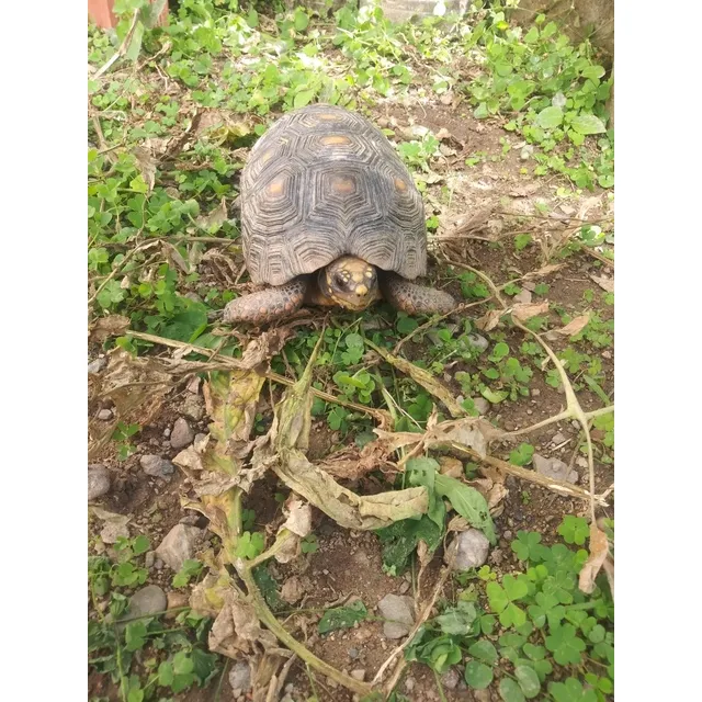 Morrocoy Medianos