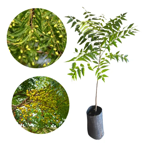 Muda De Neem - Repelente Natural