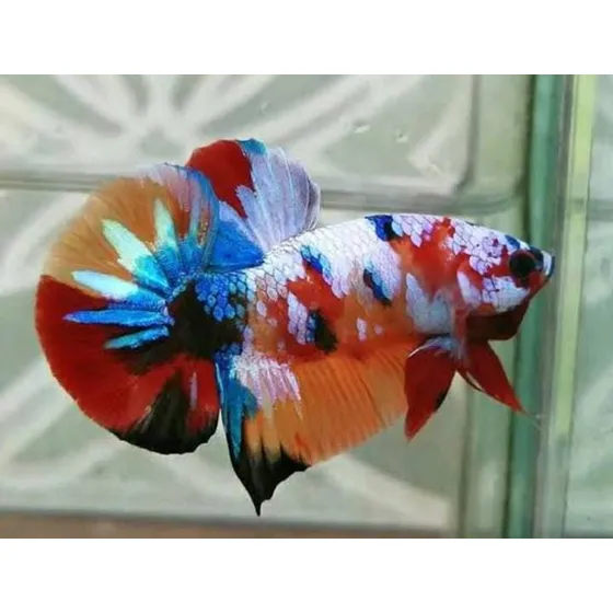 Peixe Betta Koi, Os Mais Lindos E Coloridos Do Mercado Rj