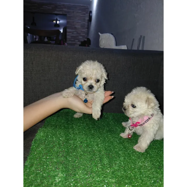 Cachorros Poodel Mini Toy