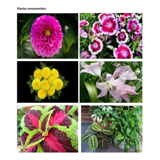 Plantas Vivero Ornamentales