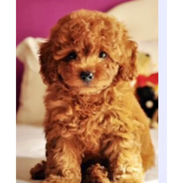 Con Pedigree, Toy, Rojo, Cachorro Caniche Macho, Hermosos