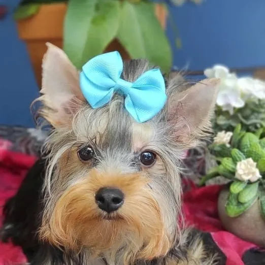 Cachorros Yorkshire Terrier Machos