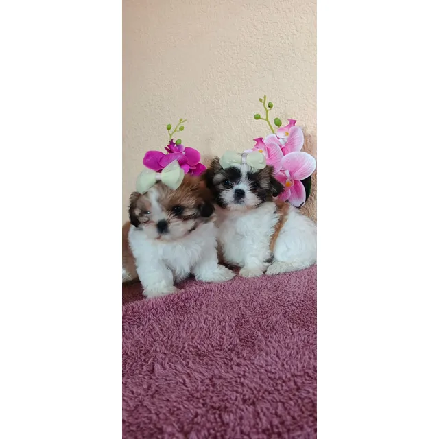 Hermosas Cachorritas Shih Tzu Mini Toy Tricolor