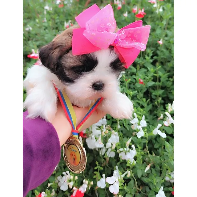 Divina Shitzu Cachorra  Mini Toy Vacunada Garantìa De Pureza