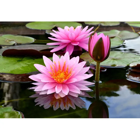 100 Sementes Ninféia Lirio D'água  Nymphaea  Lily Flor Lotus