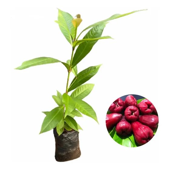 Kit 2 Mudas De Jambo Vermelho Fruta Exótica - Envio Imediato