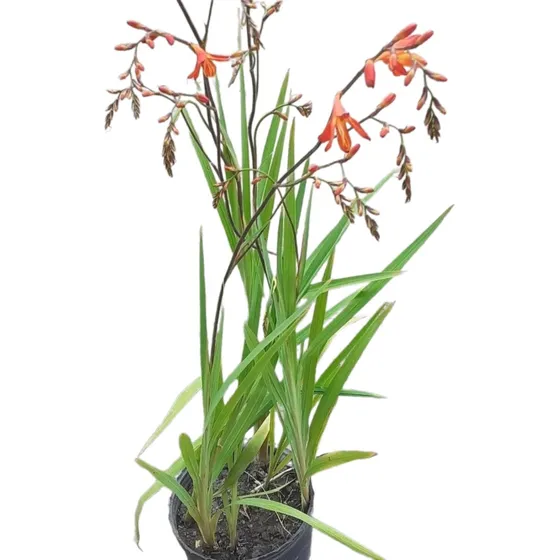 Crocosmia  3lts 