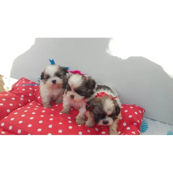 Shih Tzu Mini 