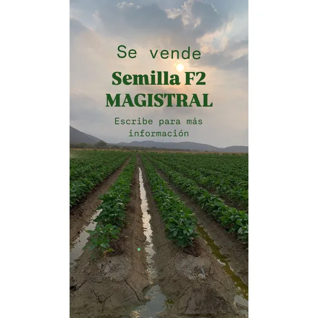 Semillas Pimentón Magistral Sacado