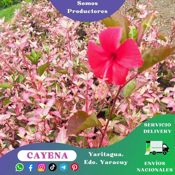 Planta De Cayena Carnaval Rosada (hibisco Flor Roja)