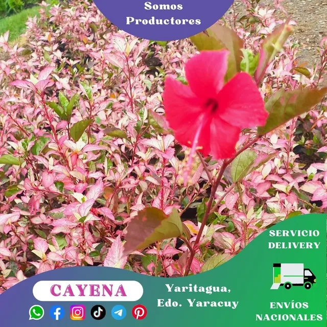 Planta De Cayena Carnaval Rosada (hibisco Flor Roja)
