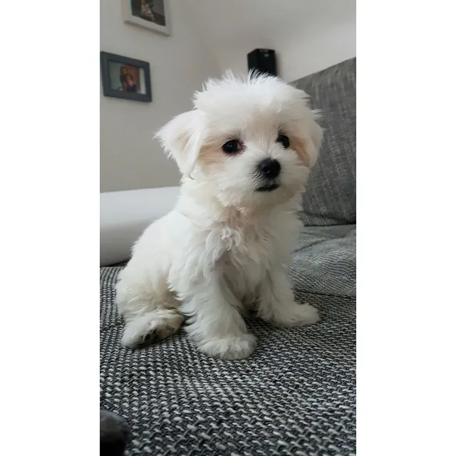 Cachorros Bichón Maltés Perros Bogotá Cali Medellín Ibagué