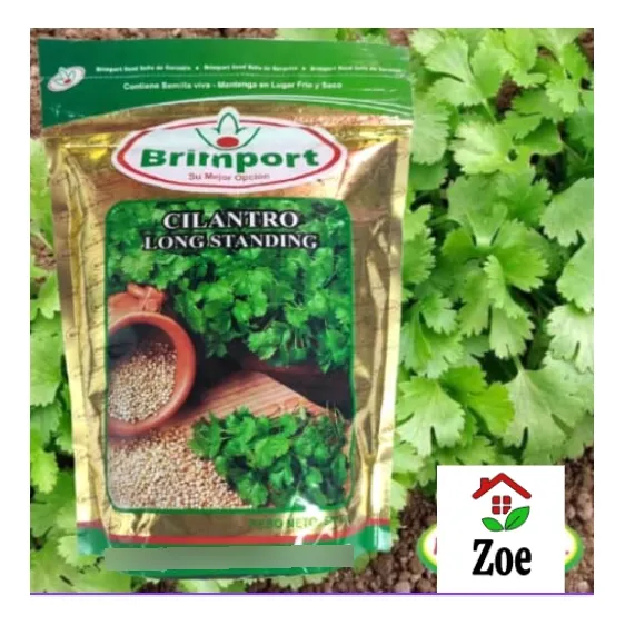 Cilantro Long Standing Marca Brimport