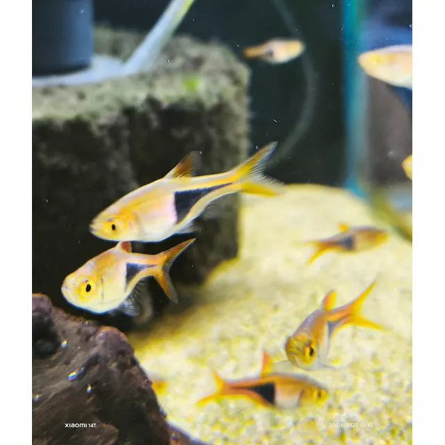 Pez Tropical Rasbora Harlequin