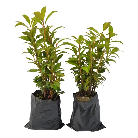 Eugenias - Cercas Vivas - Pack 12 Unidades 