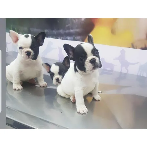 Filhote Femea De Bulldog Francês - Linda !