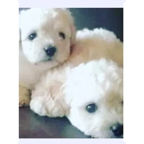 Cachorros De  Caniche Mini Toy Beige