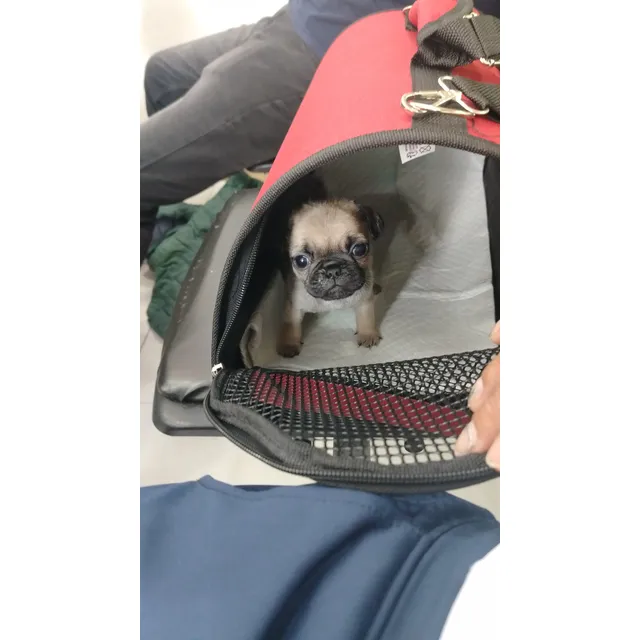 Mascotas Perrito Pug Hermos Para Tu Hogar