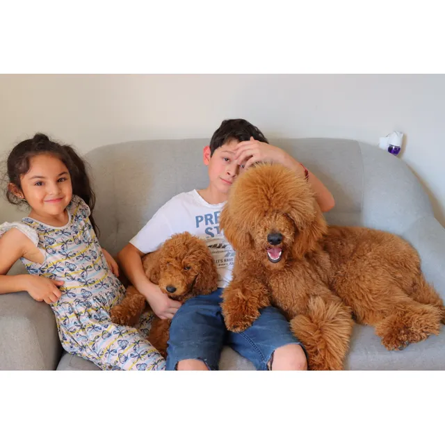 Poodle Standard/ Caniche Gigante Macho Rojo Con Pedigree