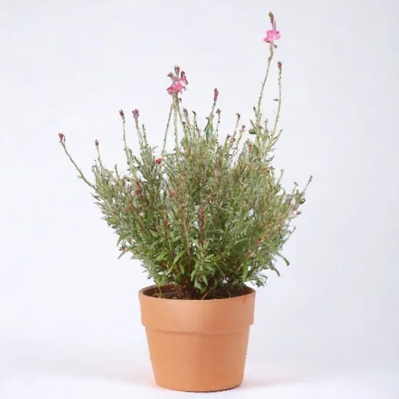 Gauras Blancas Y Rosas Excelentes