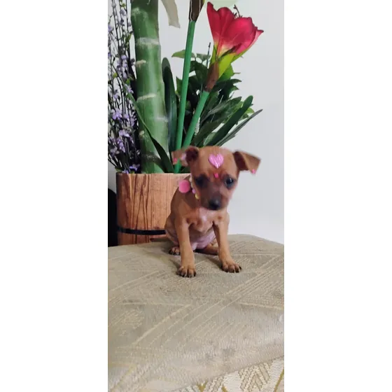 Pinscher Fêmea Miniatura Com Pedigree 57 Dias