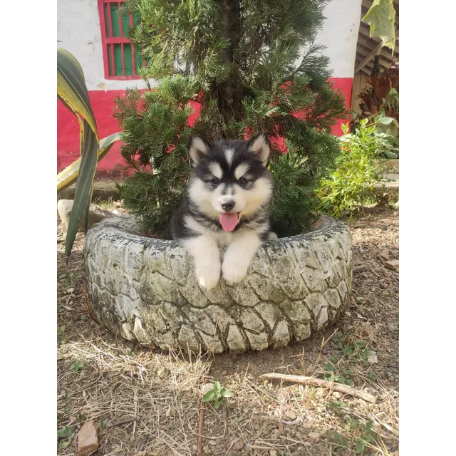 Cachorros Husky Siberiano Hembras Y Machos.