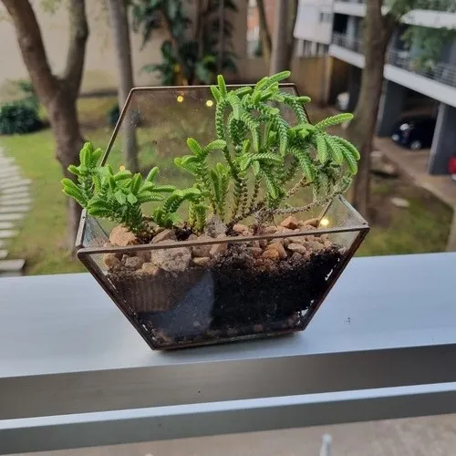 Terrario Maceta De Vidrio