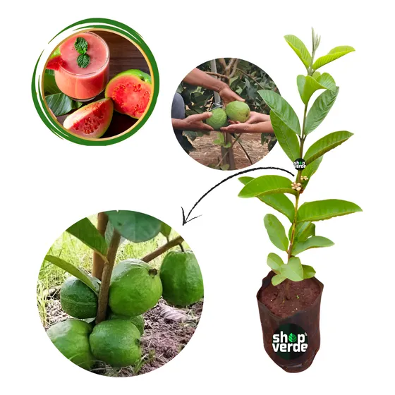Goiaba Tailandesa Gigante - Já Produz - 70 Cm - 1 Unidade