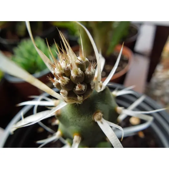 Tephrocactus Cactus Exotico Solo Para Coleccionistas. Deco