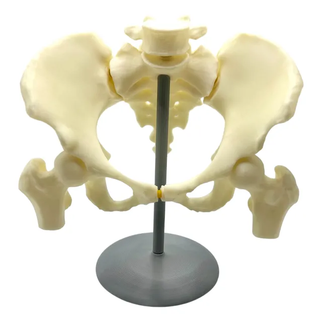 Pelve Feminina Modelo Anatomia