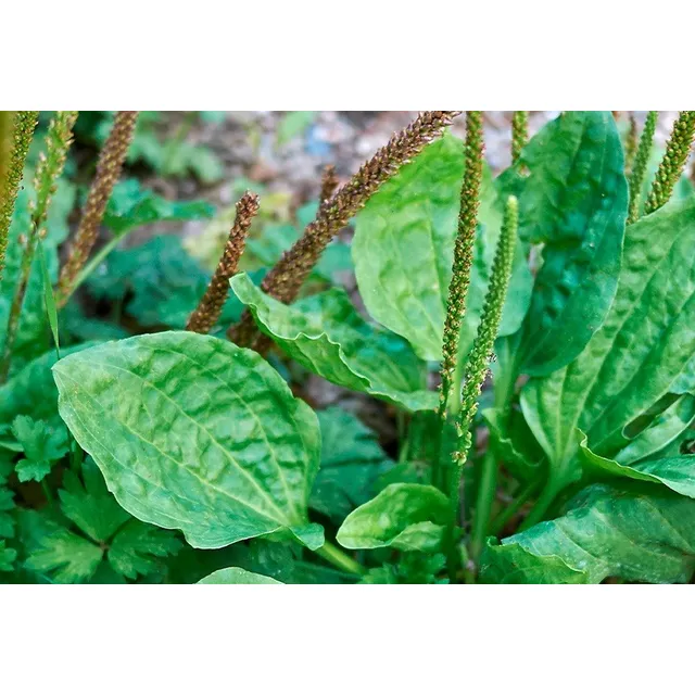 Semillas Llantén Fruta Arbol Jardin Cultivo Planta Aromatica