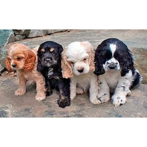 Cachorros Cocker Spaniel