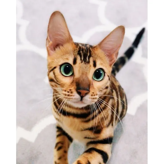 Hermosos Gatos Bengalí Michis Colombia Cat Cats Medellín