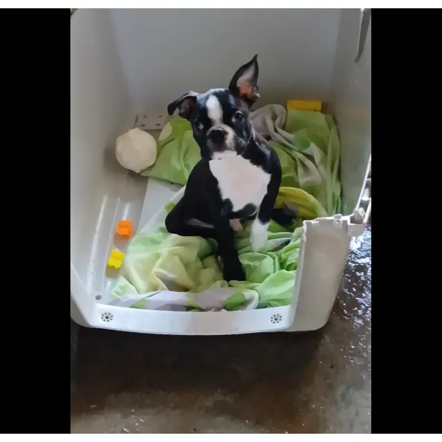 Boston Terrier Macho Disponible. Valencia. Una Miniatura
