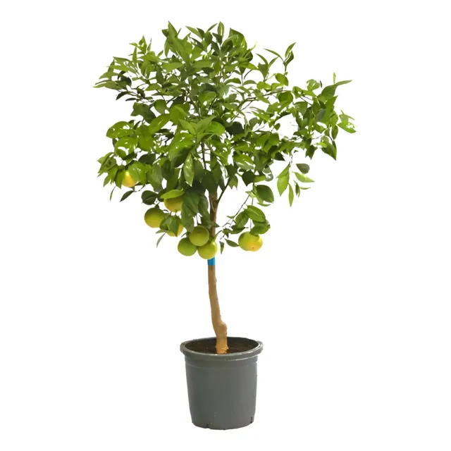 Planta Ciprés Limón Enano