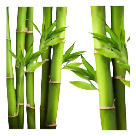 2 Mudas De Bambu Mosso Gigante