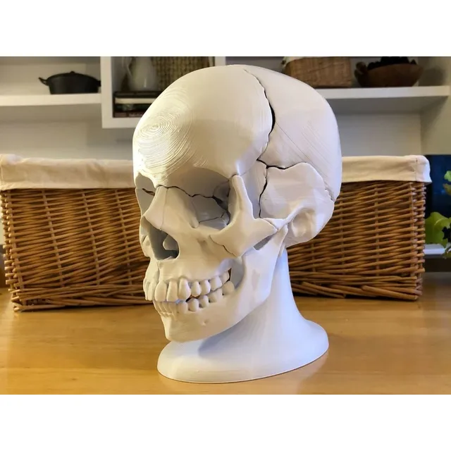 Modelo Anatomico Educativo De Craneo Para Emsamblar